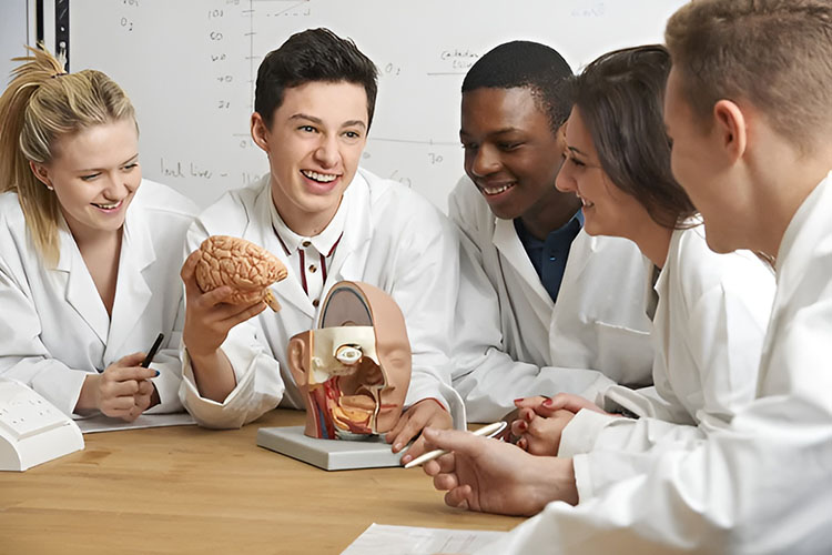 Students handle an anatomical model of the brain